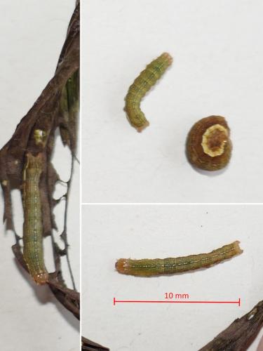 Ochropleura leucogaster